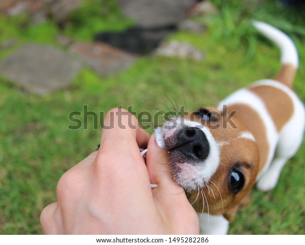 Cute Clumsy Jack Russell Puppy Biting Stock Photo Edit Now