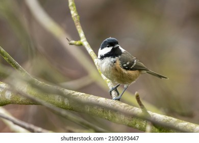 Cute Coal Tit (Periparus Ater) Perching On A Branch, Common British Garden Bird