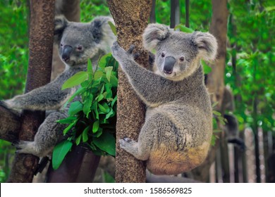 A cute coala climbing tree.