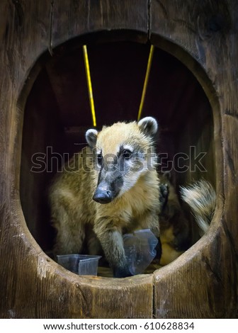 Cute coati, a wild animal looking like a raccoon, a couple of cute animals. The coati sitting in the hollow of a tree.