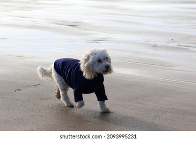 A Cute Cockapoo Crossbreed Dog Walking On A Sandy Beach In West Wales, UK.