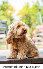 cute Cockapoo dog sit on table. puppy English Cockapoo or adorable cockerpoo is mixed breeding animal between brown fur American Cocker Spaniel and Poodle. funny hairy canine Tired play, looking owner - Shutterstock ID 1395311924