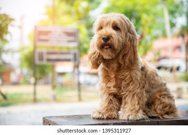 Cute Cockapoo dog sit on table. Puppy Cockapoo or adorable cockerpoo, a mixed breeding animal (brown fur Cocker Spaniel + Poodle) Portrait hairy canine, Cocker spaniel dog outdoor, blurred background - Shutterstock ID 1395311927