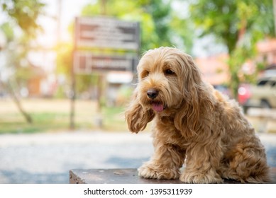 cute Cockapoo dog sit on table. puppy English Cockapoo or adorable cockerpoo is mixed breeding animal between brown fur American Cocker Spaniel and Poodle. funny hairy canine Tired play, looking owner - Shutterstock ID 1395311939