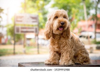 Cute Cockapoo dog sit on table. Puppy Cockapoo or adorable cockerpoo is mixed breeding animal (brown fur Cocker Spaniel + Poodle) funny hairy canine training with owner. Cocker spaniel in garden - Shutterstock ID 1929991988