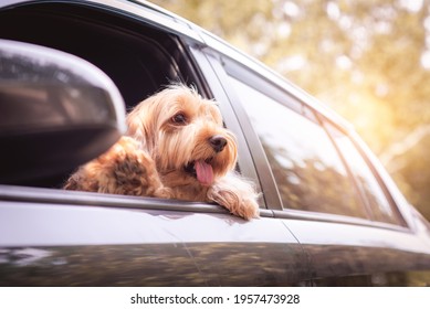 Cute Cockapoo Dog Sit On Front Car Seat. Portrait Hairy Adorable Cockapoo, Mixed Breeding (Cocker Spaniel And Cute Poodle)  Happy Puppy Cocker Spaniel Doggie On Travel Trip, Looking Window, On Road.