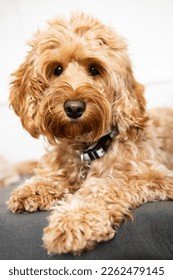 Cute Cockapoo dog sit on table. Puppy Cockapoo or adorable cockerpoo is mixed breeding animal (brown fur Cocker Spaniel + Poodle) funny hairy canine training with owner.