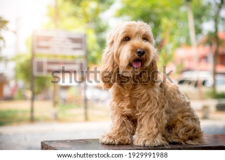 Cute Cockapoo dog sit on table. Puppy Cockapoo or adorable cockerpoo is mixed breeding animal (brown fur Cocker Spaniel + Poodle) funny hairy canine training with owner. Cocker spaniel in garden