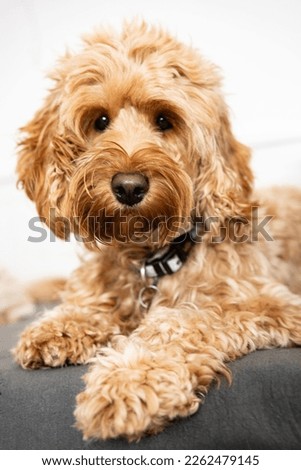 Cute Cockapoo dog sit on table. Puppy Cockapoo or adorable cockerpoo is mixed breeding animal (brown fur Cocker Spaniel + Poodle) funny hairy canine training with owner.