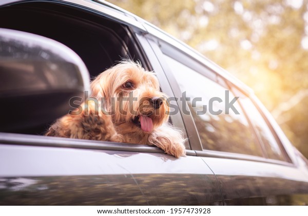 Cute Cockapoo dog sit on front car seat. Portrait\
hairy adorable Cockapoo, mixed breeding (Cocker spaniel and cute\
Poodle)  Happy puppy Cocker spaniel doggie on travel trip, looking\
window, on road.