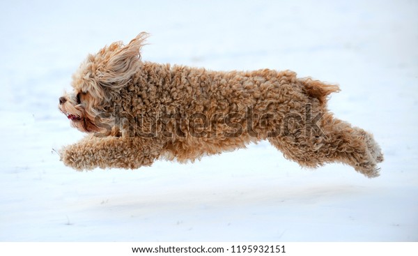 cockapoo puppies yorkshire