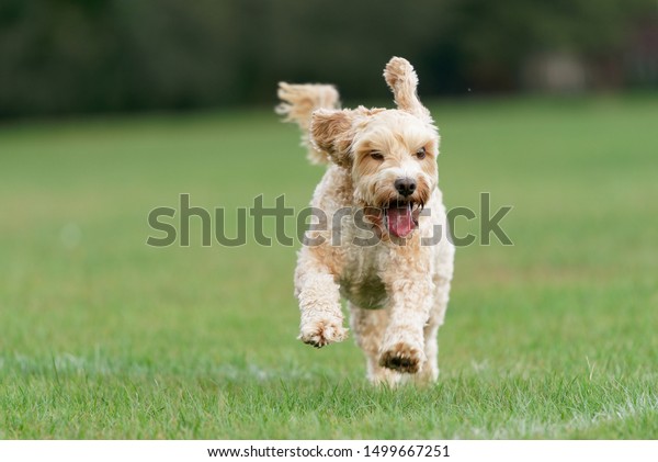 cockapoo running
