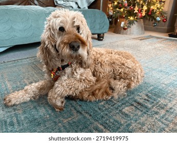 Cute cockapoo sitting at home
