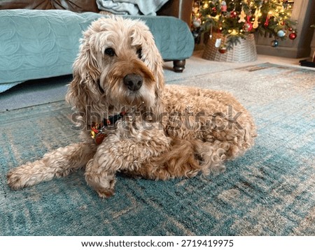 Cute cockapoo sitting at home
