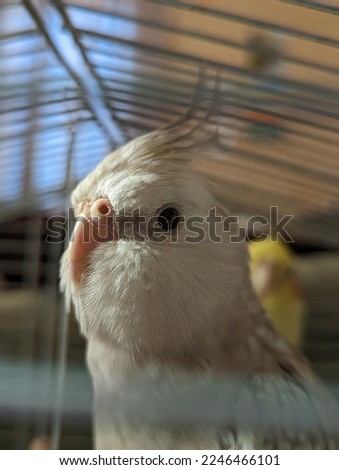 Cute cockatiel parrot. Home pet parrot. The best cockatiel. Beautiful photo of a parrot. Ornithology. Funny parrot. Sweet little bird. Hand bird. Love for birds. Corella is a pet. Beautiful colorful.