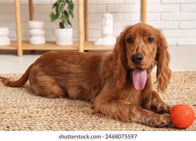 Cute cocker spaniel with ball toy lying at home