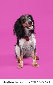 Cute cocker spaniel with bow tie sitting on purple background