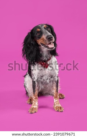 Cute cocker spaniel with bow tie sitting on purple background