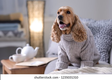 Cute Cocker Spaniel Dog In Knitted Sweater On Sofa At Home. Warm And Cozy Winter