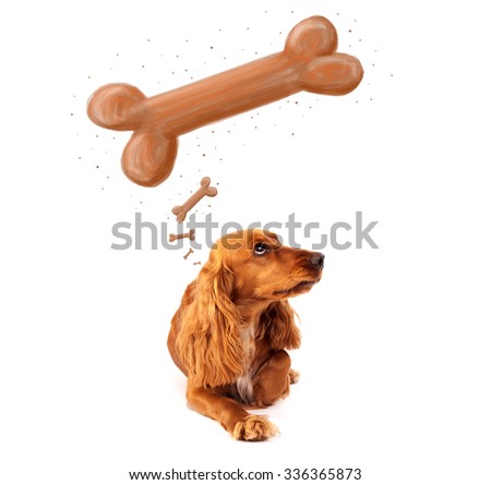 Image, Stock Photo lying Cocker Spaniel Portrait