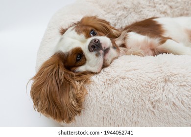 Cute cocker spaniel lying on a dog bed. Light background. Dog Sleeps on Plush Fluffy Pet Cave