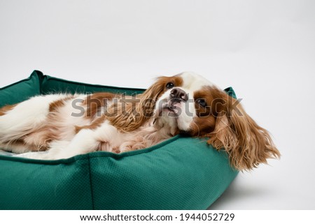 Cute cocker spaniel lying on a dog bed. Light background. Dog Sleeps on Plush Fluffy Pet Cave