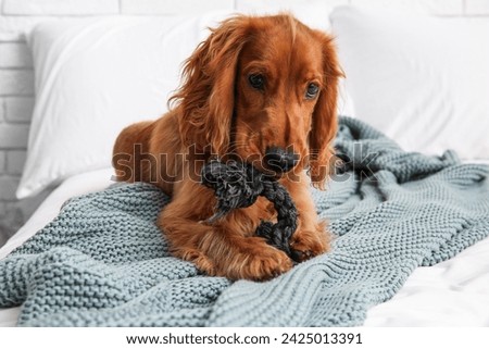 Cute cocker spaniel with pet toy lying in bedroom at home