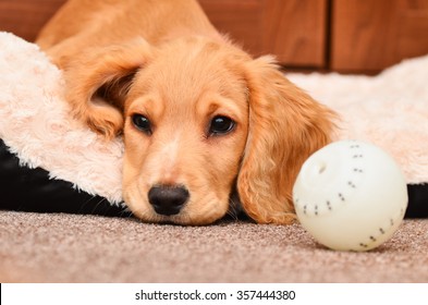 Cute Cocker spaniel pup resting after playing with her ball