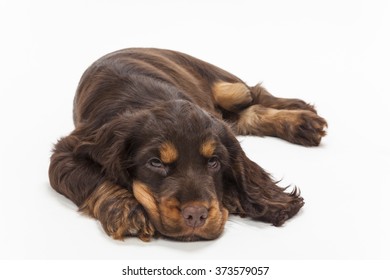 Cute Cocker Spaniel Puppy Dog Laying Down