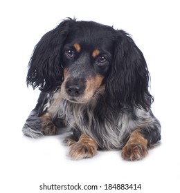 Cute cockerspaniel mixed dog - Shutterstock ID 184883414