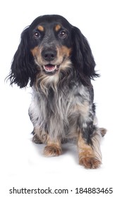 Cute cockerspaniel mixed dog - Shutterstock ID 184883465