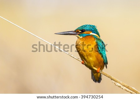 Similar – Image, Stock Photo Kingfisher on a branch