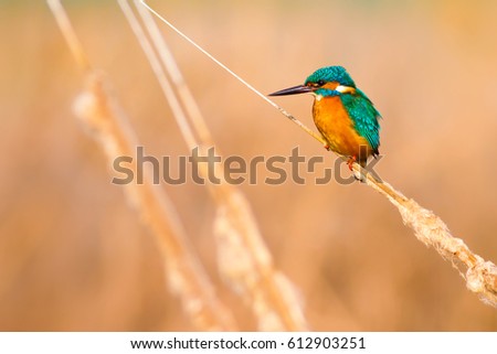 Similar – Image, Stock Photo Kingfisher on a branch