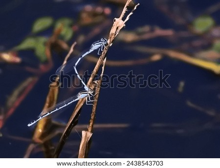 Cute and colorful Blue Damselflies mating