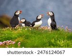 Cute colorful puffins at the Sumburgh Head on Shetland islands, Scotland 