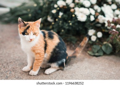 Cute Colorful Pussycat In Garden Cute Colorful Pussycat In Garden