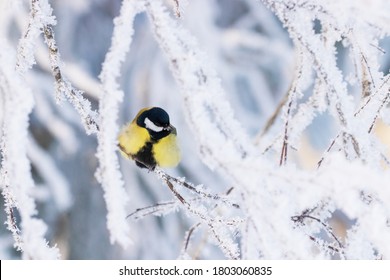 Cute and colorful winter songbird Great tit (Parus major) during a morning frost with a cold weather in Northern Europe.	