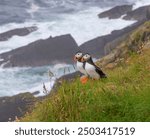 Cute and colourful Puffins at the Submurgh Head on Shetland Islands, Scotland