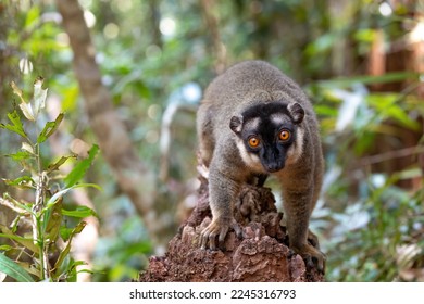 Cute Common brown lemur (Eulemur fulvus) with orange eyes. Endangered endemic animal on tree trunk in natural habitat, Reserve Peyrieras Madagascar Exotic, Madagascar wildlife animal.