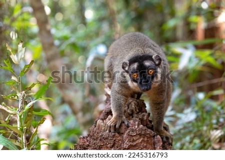 Cute Common brown lemur (Eulemur fulvus) with orange eyes. Endangered endemic animal on tree trunk in natural habitat, Reserve Peyrieras Madagascar Exotic, Madagascar wildlife animal.