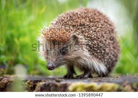 Cute common hedgehog on a stump in spring or summer forest during dawn. Young beautiful hedgehog in natural habitat outdoors in the nature.