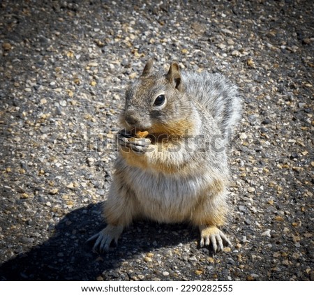 Cute common squirrel chomping on a yummy. Love the way this image highlights the squirrel's little ears, big brown eyes, and very agile front feet that function almost just like hands.