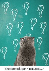 Cute Confused Little Cat With Question Marks