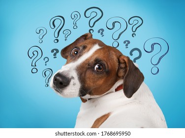 Cute Confused Little Dog With Question Marks