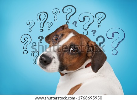 Cute confused little dog with question marks