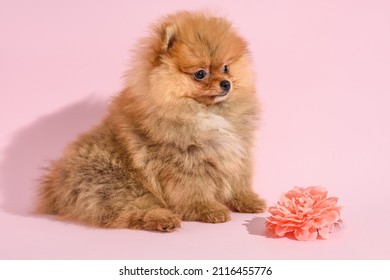 Cute confused pomeranian puppy with pink background with flower - Shutterstock ID 2116455776