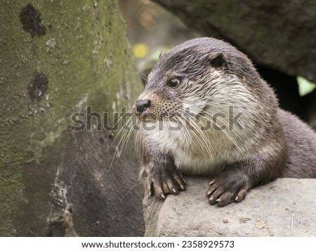 A cute Congo clawless otter (Aonyx congicus) looking aside