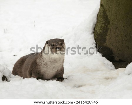 A cute Congo clawless otter (Aonyx congicus) sitting in the snow