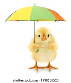 Cute Cool Chick With Colorful Umbrella Funny Conceptual Image