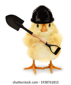 Cute Cool Chick Manual Worker Digger With Helmet And Spade Funny Conceptual Image 